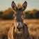 burro